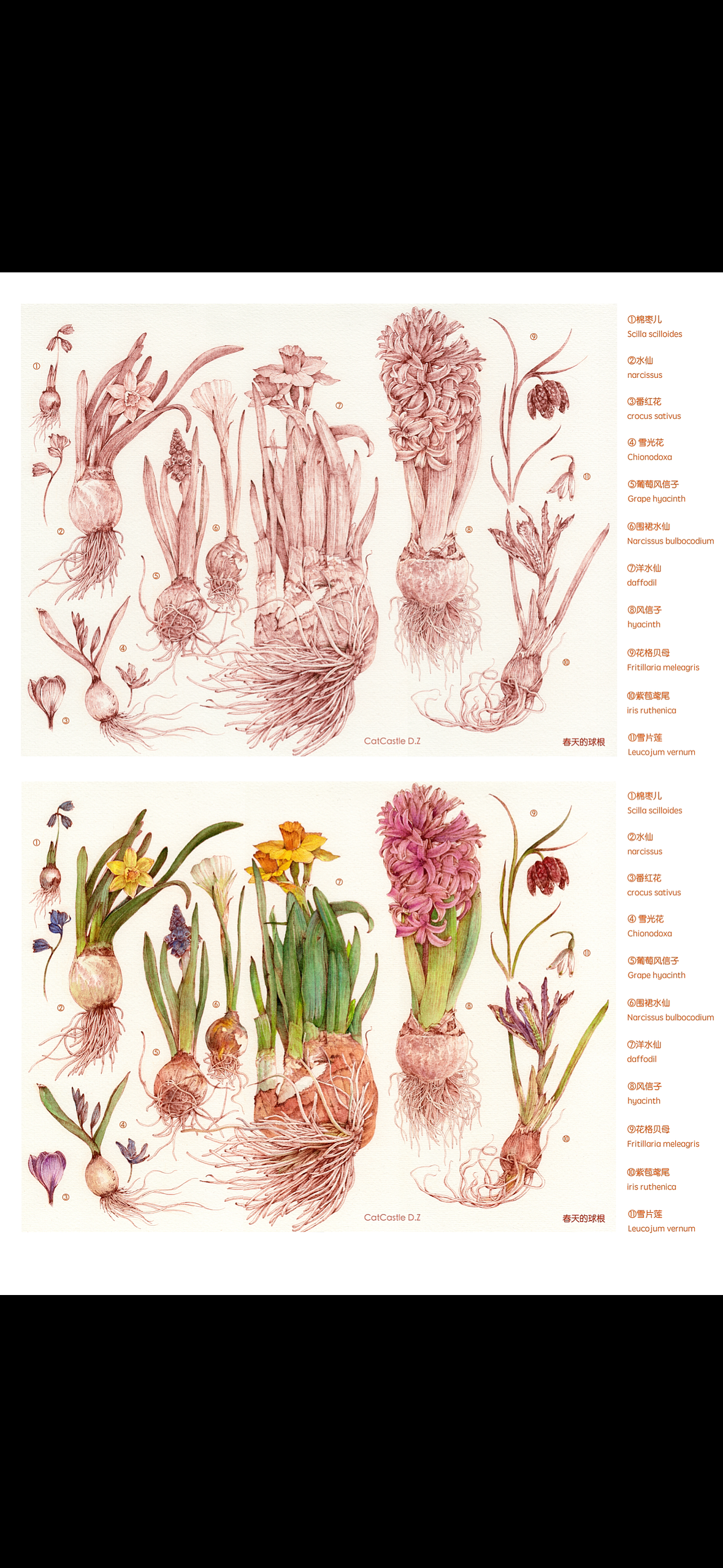 蘸水笔针管笔｜春天的球根植物（图ZMzkwNTk1OTUy） - 艺术插画 - 站酷设计师CatCastleDZ原创素材 - 站酷ZCOOL