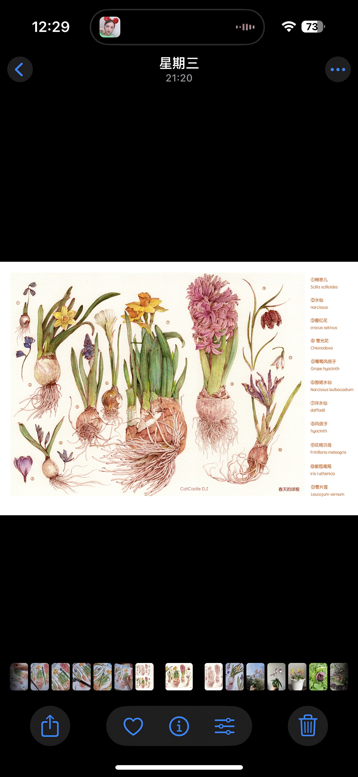 蘸水笔针管笔｜春天的球根植物（图ZMzkwNTk1OTU2） - 艺术插画 - 站酷设计师CatCastleDZ原创素材 - 站酷ZCOOL