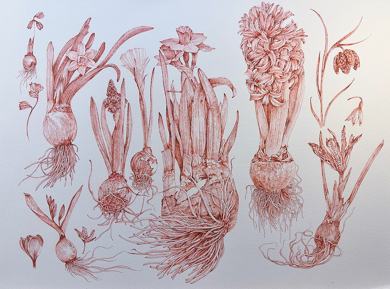 蘸水笔针管笔｜春天的球根植物（图ZMzkwNTk1OTc2） - 艺术插画 - 站酷设计师CatCastleDZ原创素材 - 站酷ZCOOL