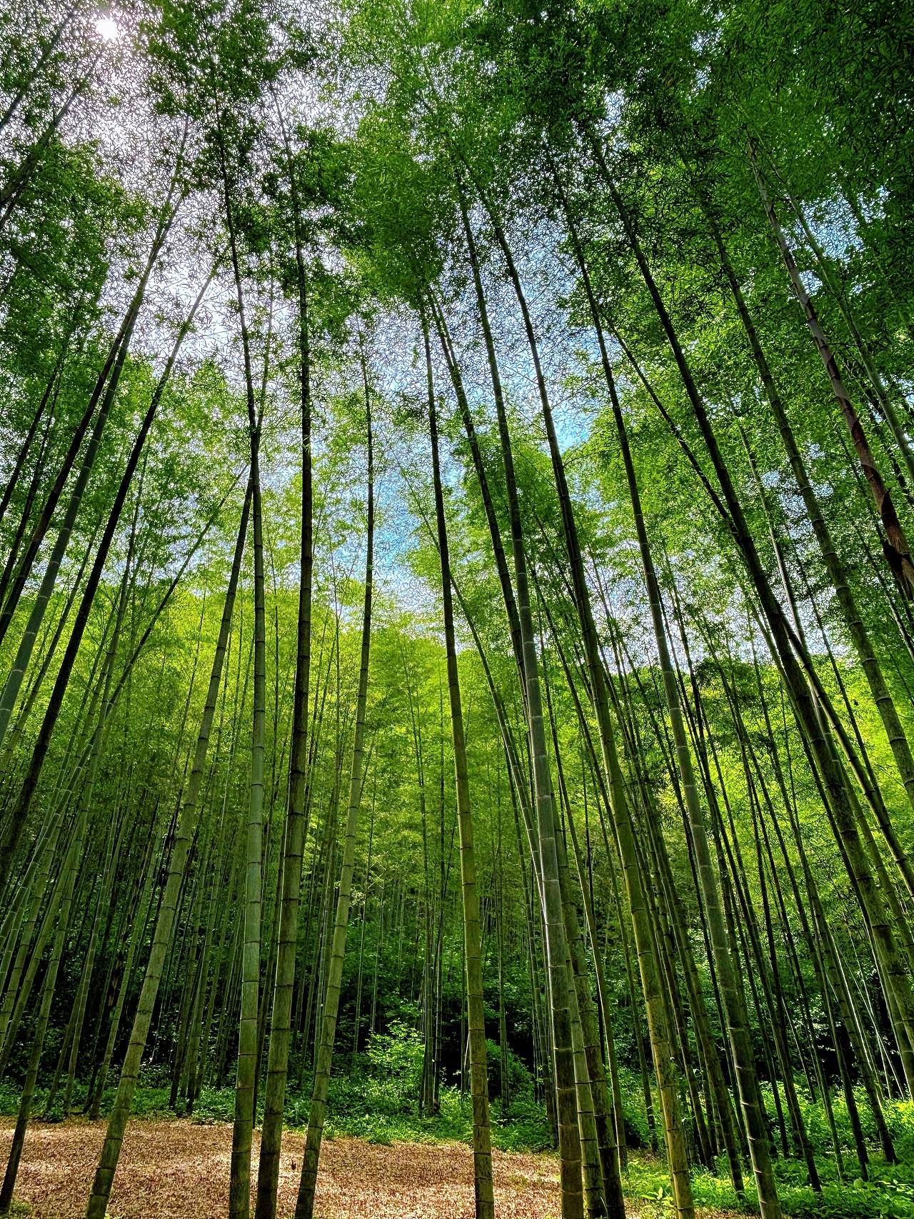 一抹春色,醉人心