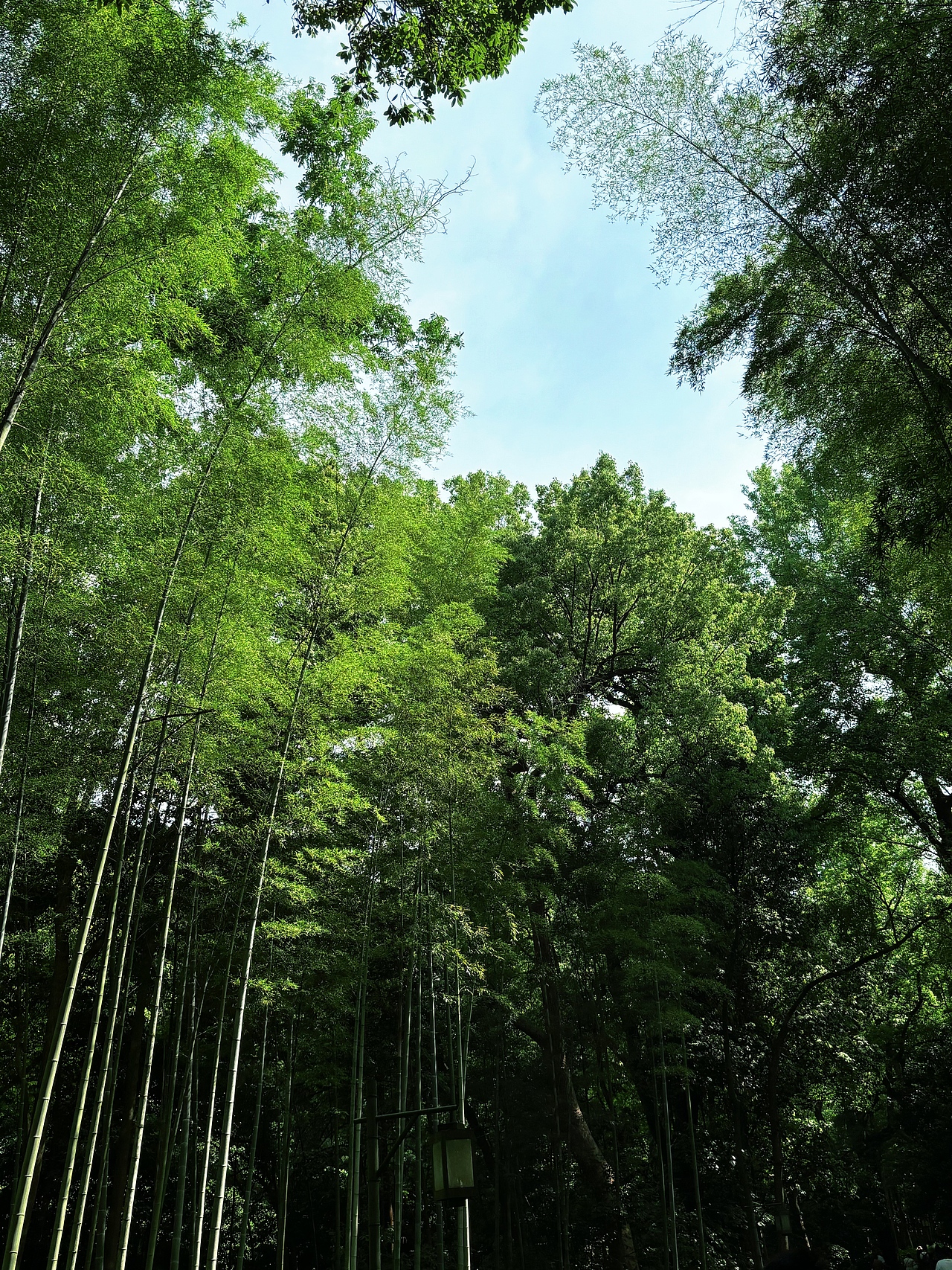 一抹春色,醉人心