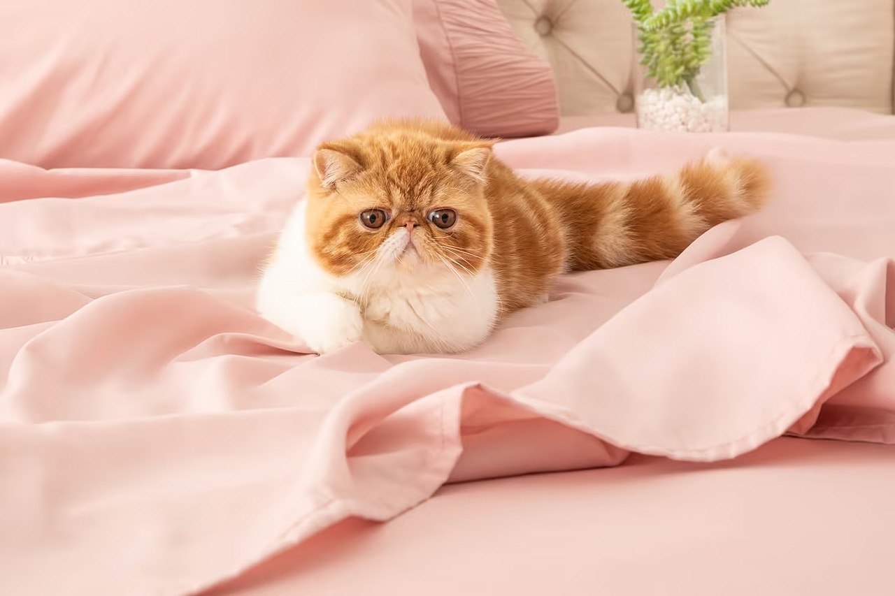 宠物猫咪（图ZMzkwNjA5NDg0） - 宠物摄影 - 站酷设计师帅帅的锅盖头原创素材 - 站酷ZCOOL