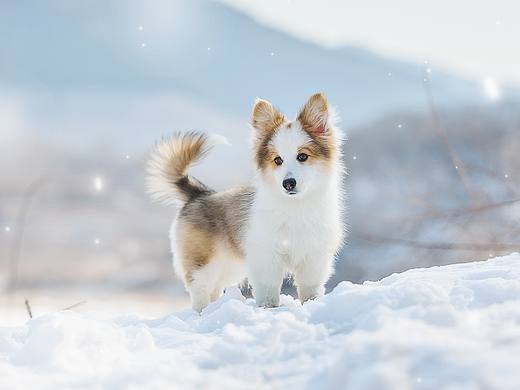 春雪时的清凉