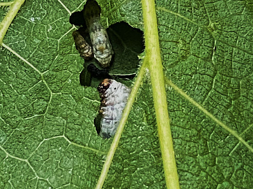 刘勇良手机纪实摄影：蚕宝宝成长日记之半月后