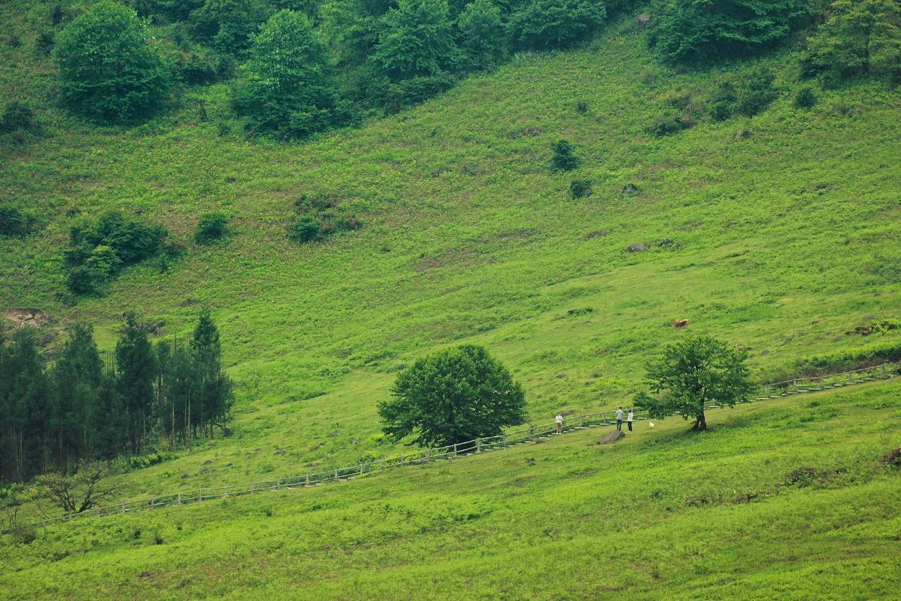 马里冷旧 · 梦中的草原森林