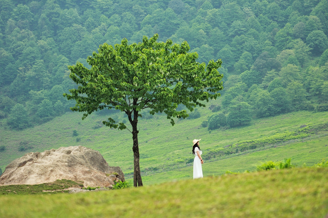 马里冷旧 · 梦中的草原森林