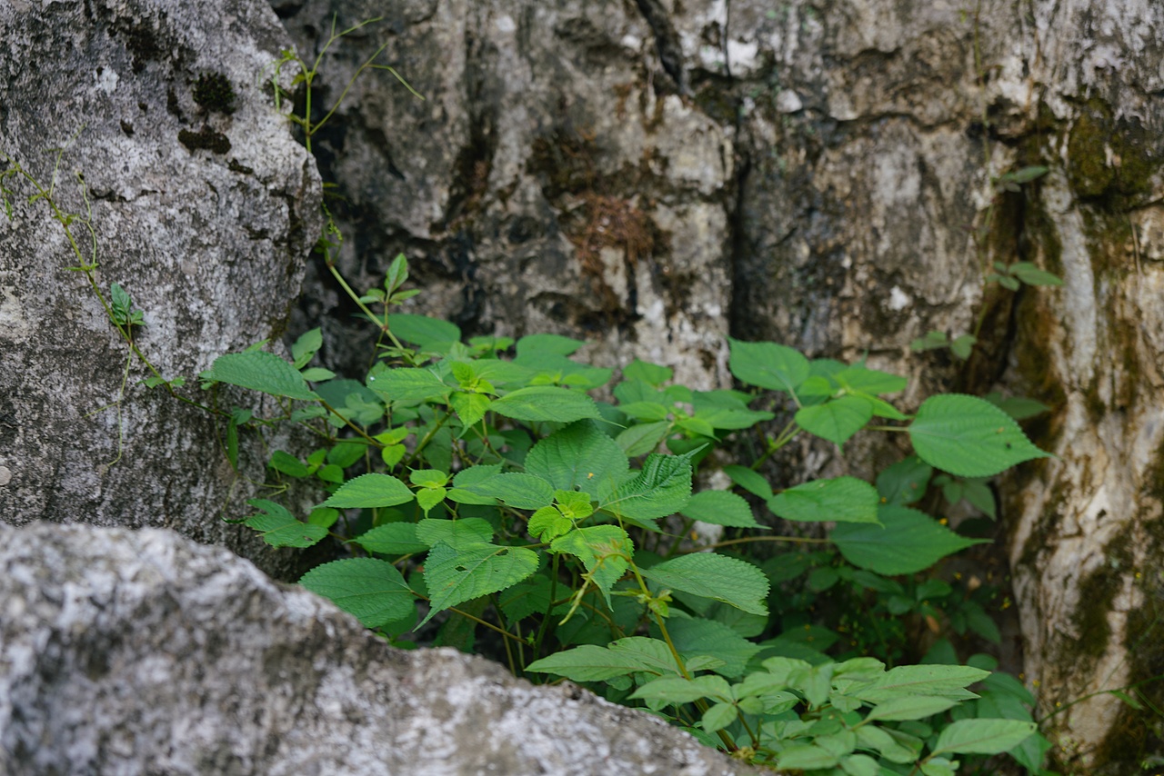 生存的纹路：岩石与叶的共生叙事