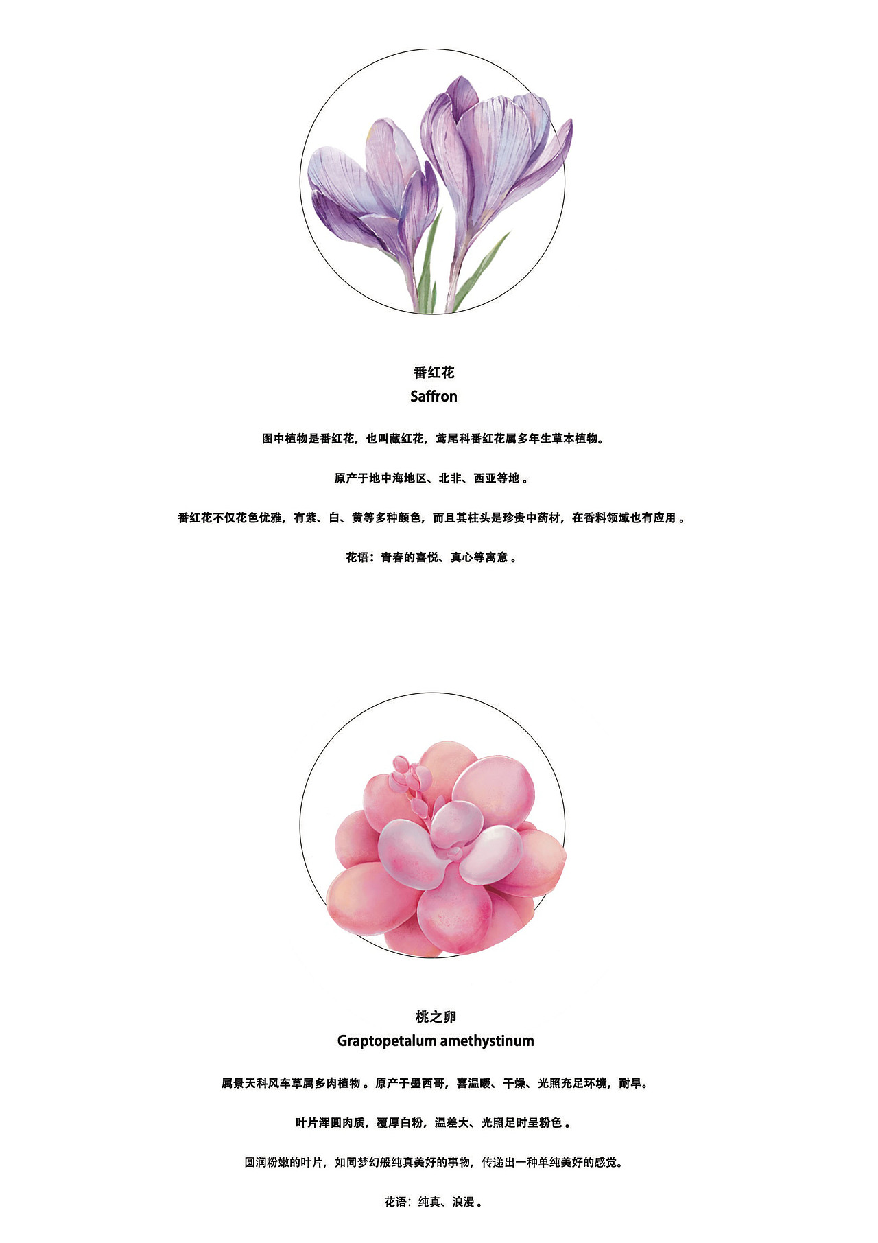 花开成历 岁序生香·一本以花为笺的日历（图ZMzkwODEzMTY0） - 艺术插画 - 站酷设计师牛哈哈的菩提树原创素材 - 站酷ZCOOL