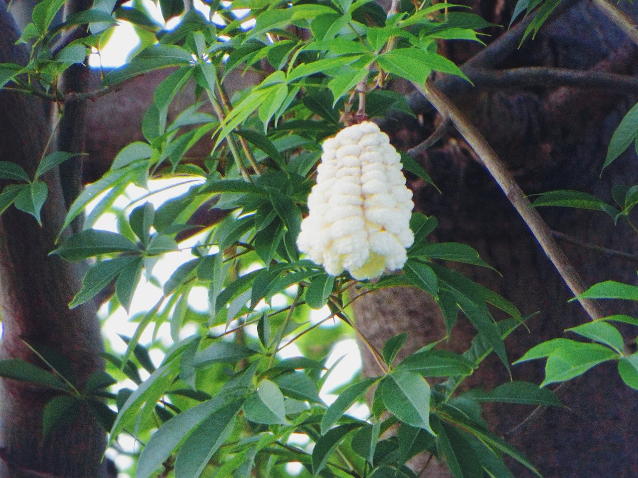 广州海珠湖木棉树
