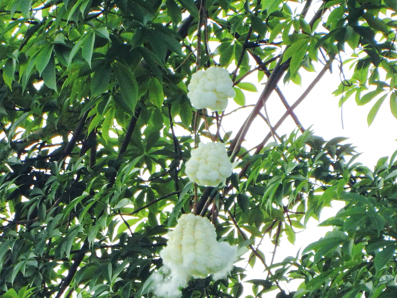 广州海珠湖木棉树