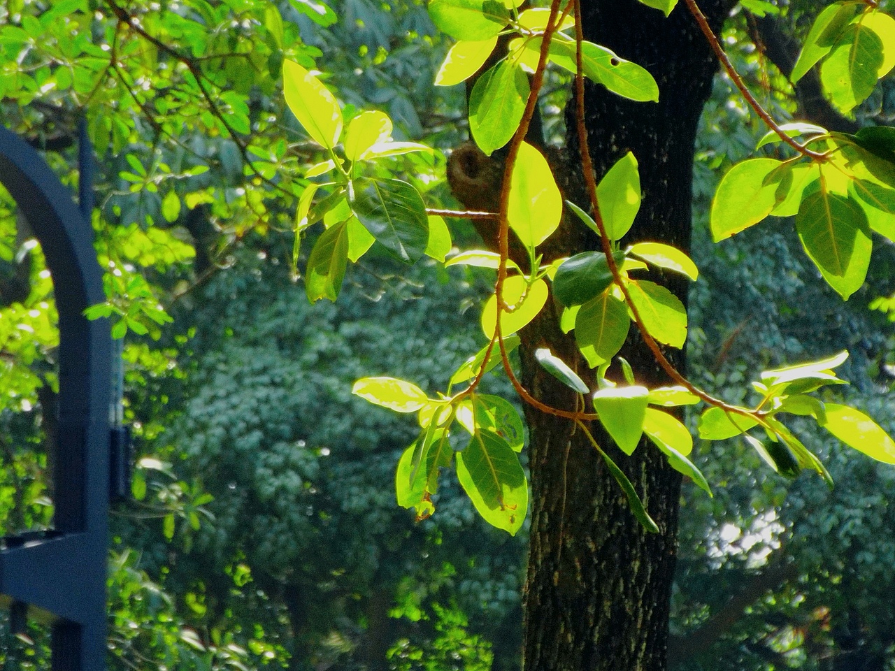 广州海珠湖木棉树