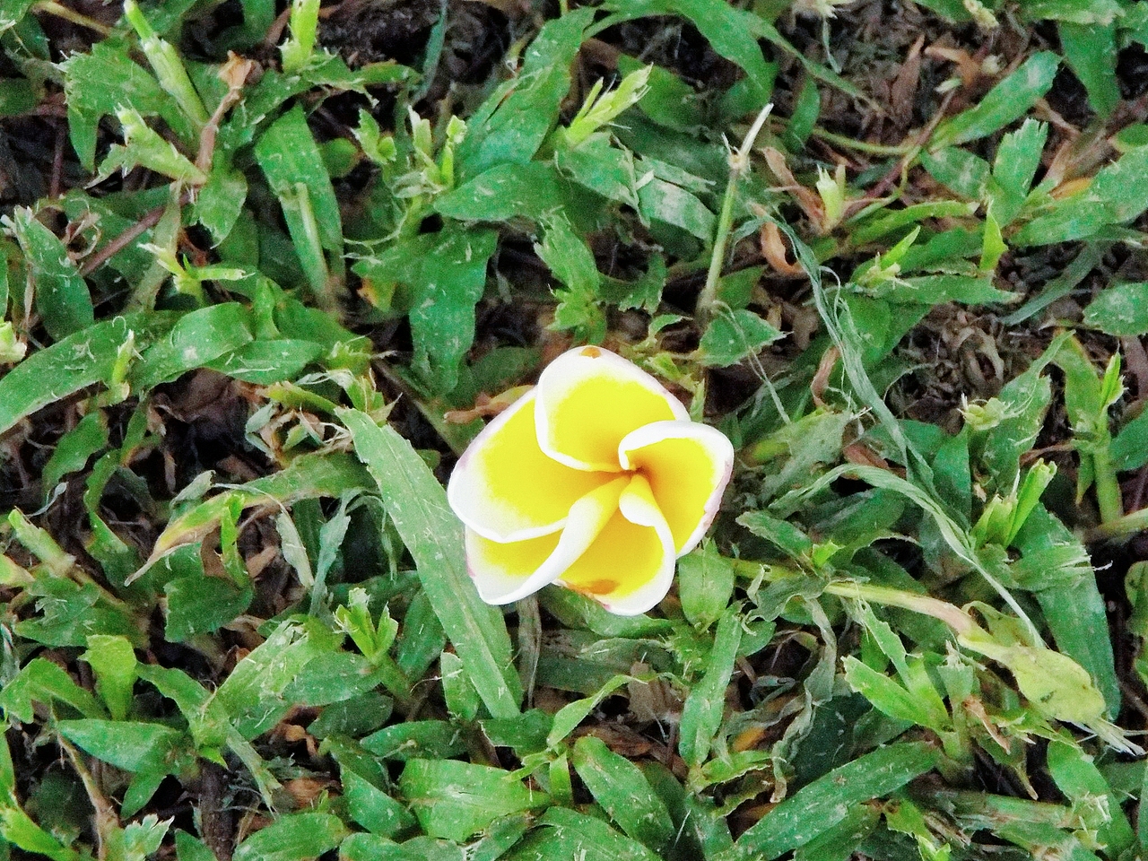 广州海珠湖木棉树