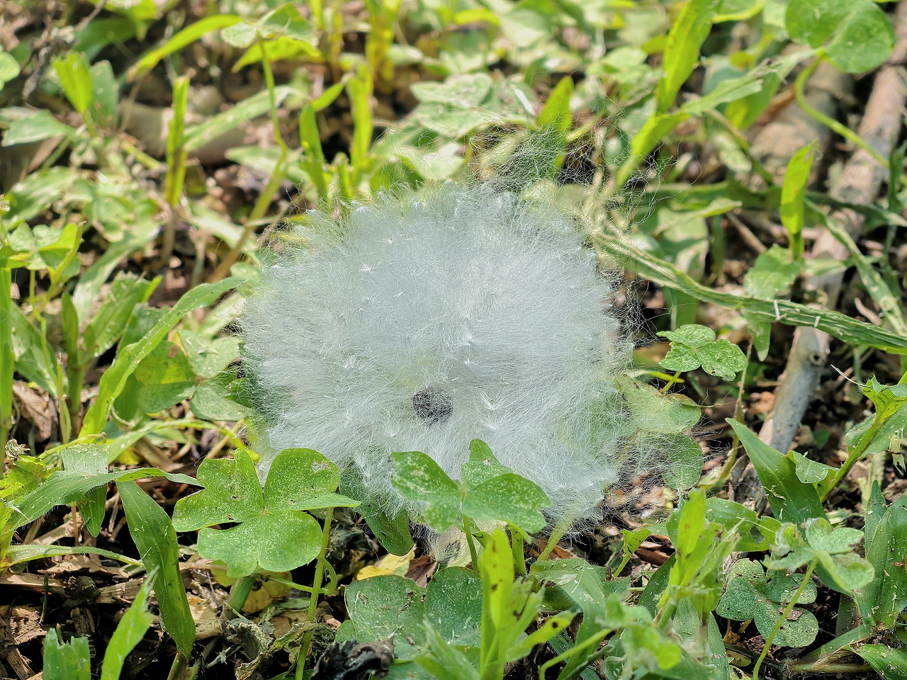广州海珠湖木棉树