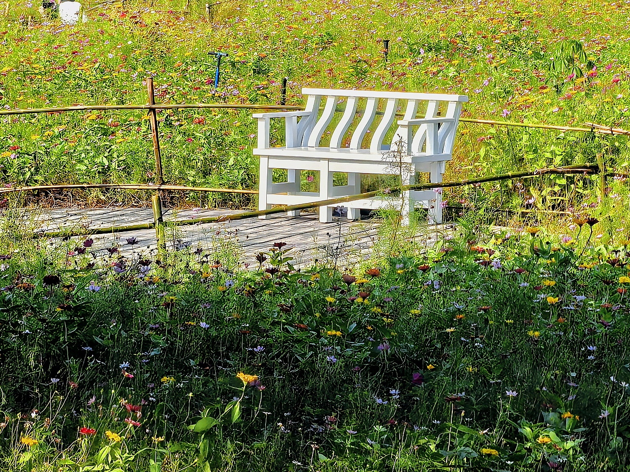 广州海珠湖木棉树