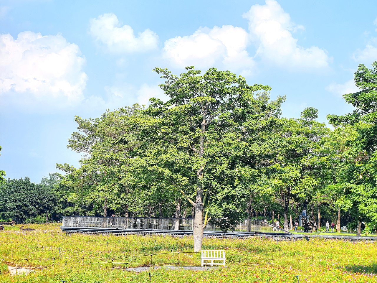 广州海珠湖木棉树
