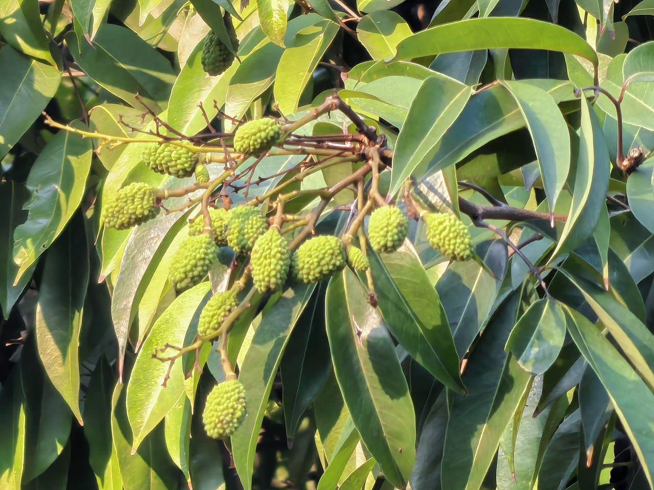 广州海珠湖木棉树