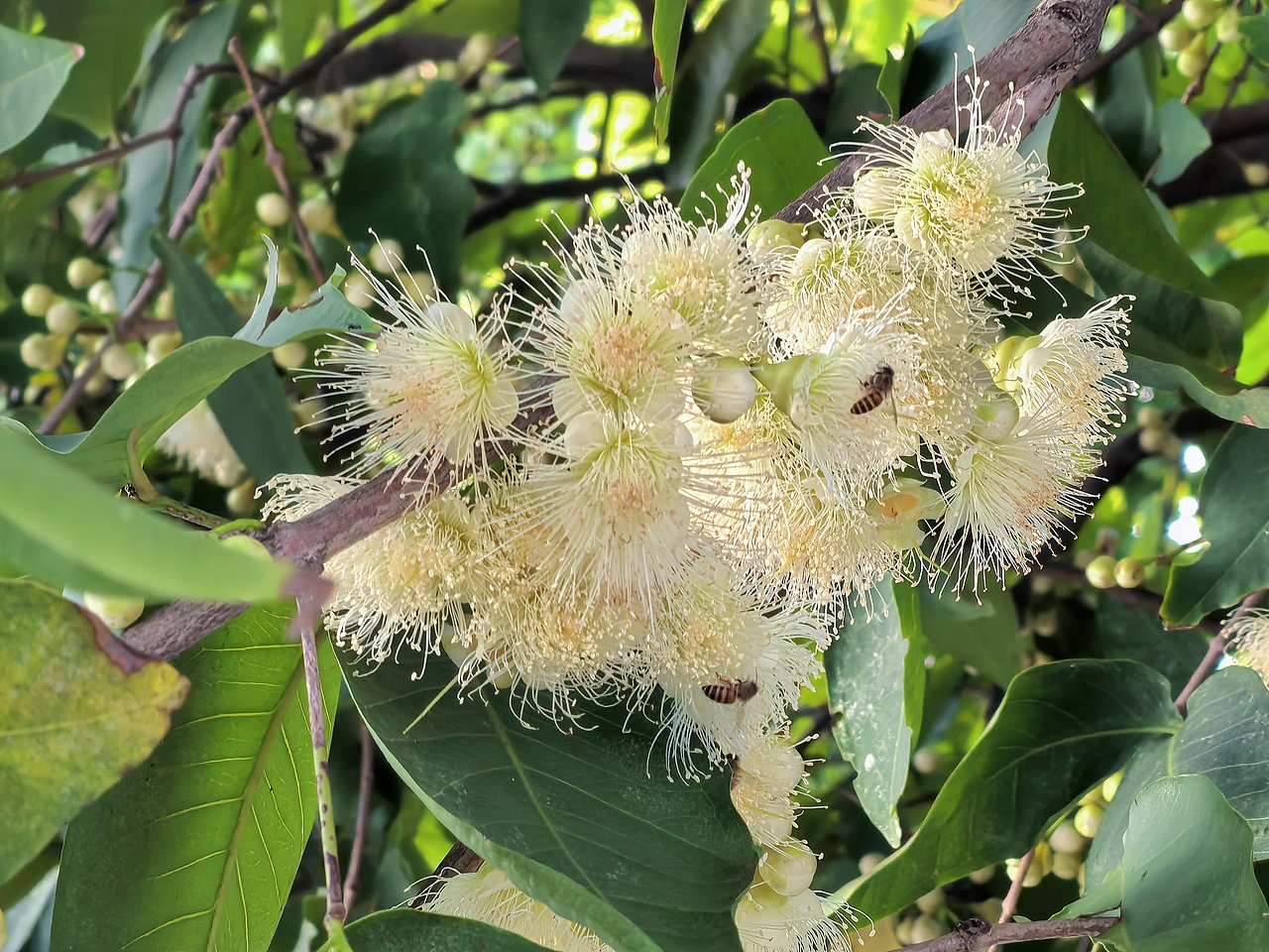 广州海珠湖木棉树
