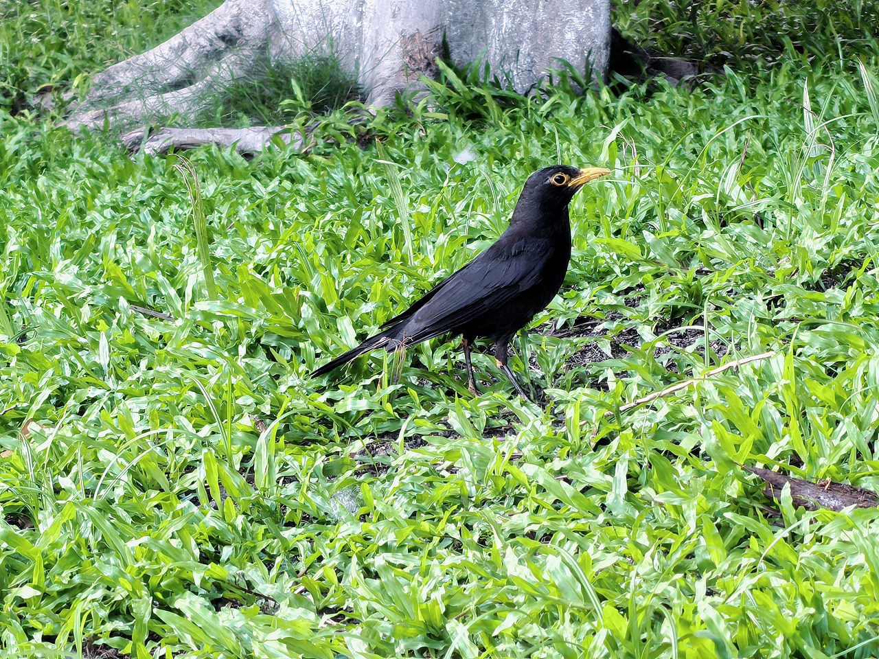 广州海珠湖木棉树