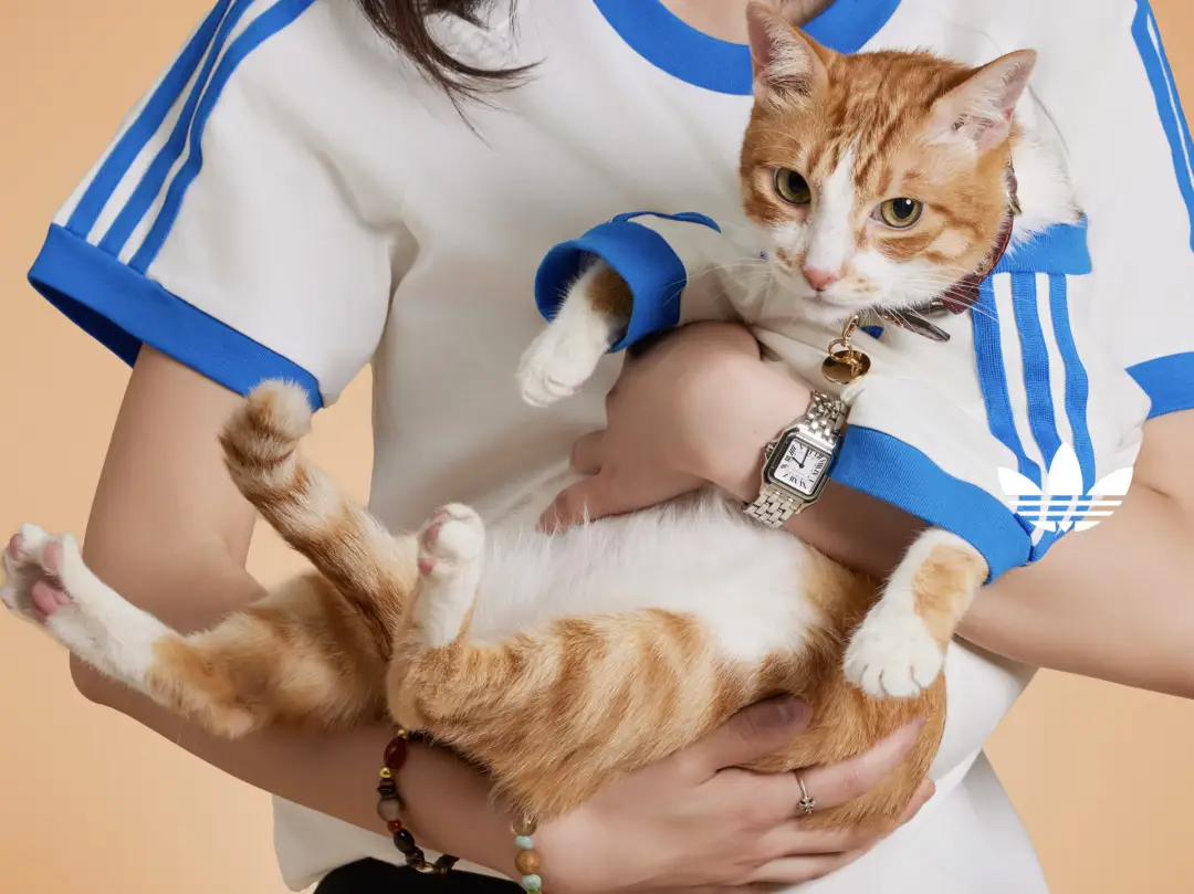 Miu Miu商标案在台湾败诉/adidas Originals推出首个宠物系列/爱马仕匠心工坊全球巡展