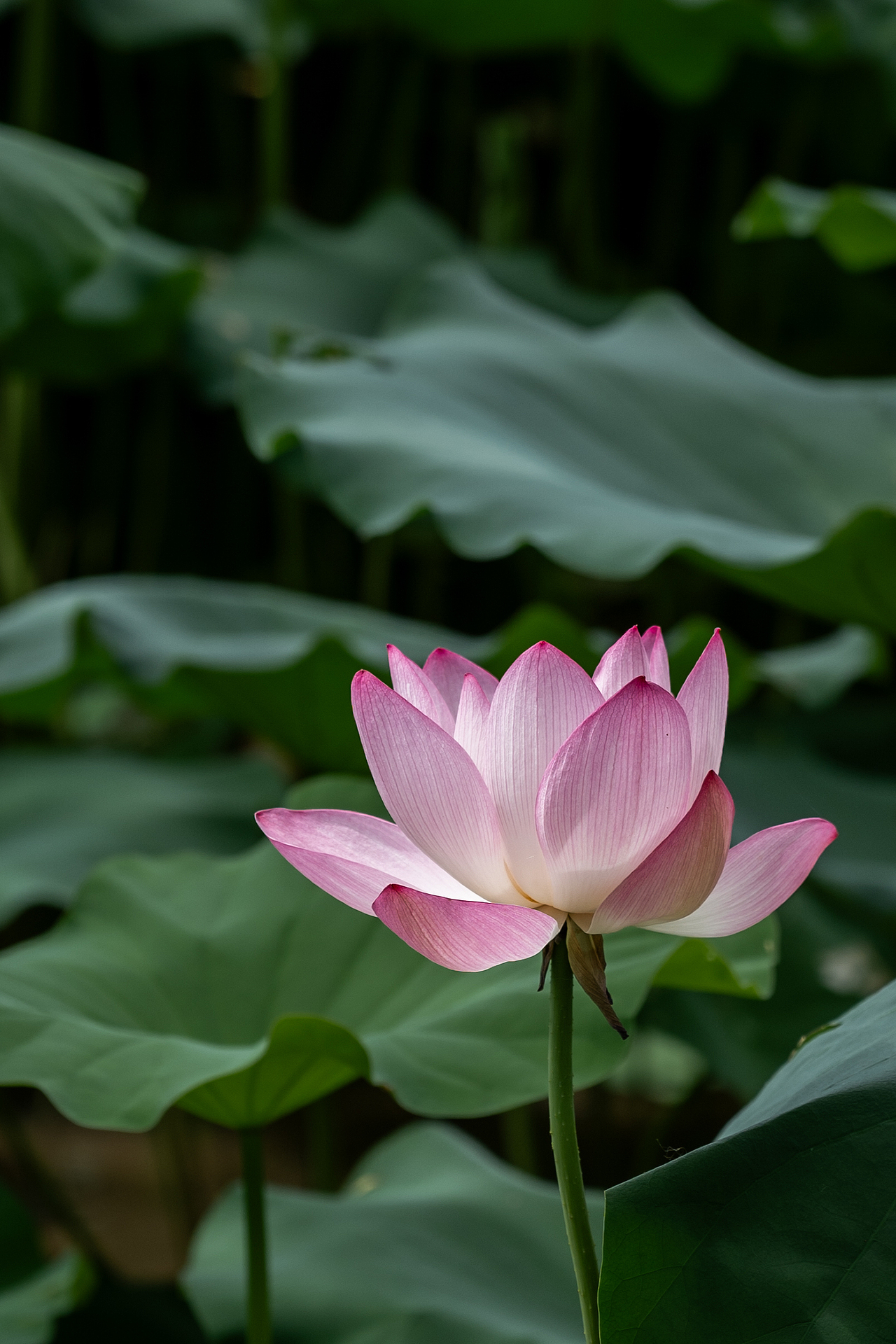 荷花摄影（图ZMzkwOTAxOTcy） - 风光摄影 - 站酷设计师米斯特明原创素材 - 站酷ZCOOL