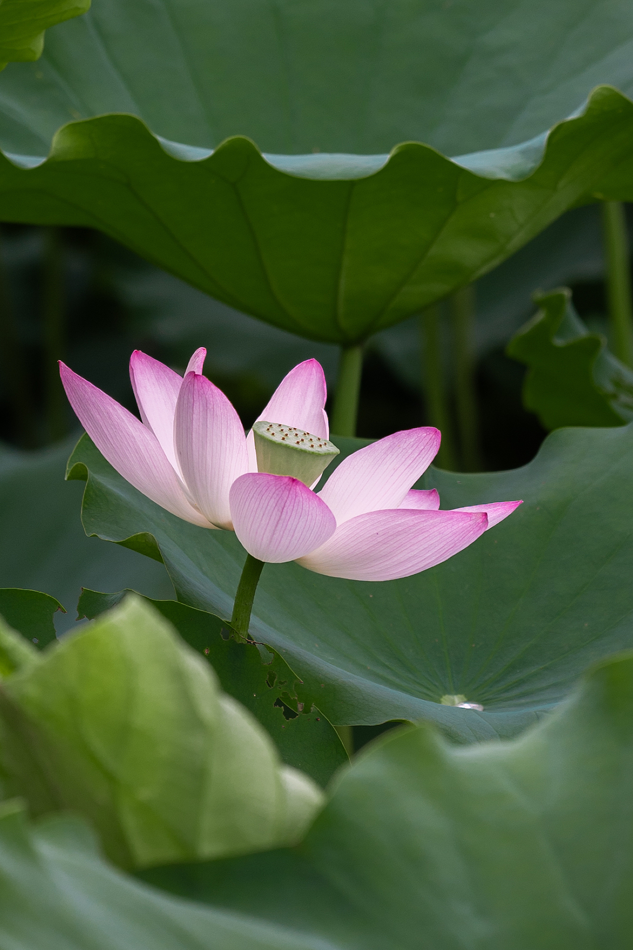 荷花摄影（图ZMzkwOTAyMDAw） - 风光摄影 - 站酷设计师米斯特明原创素材 - 站酷ZCOOL