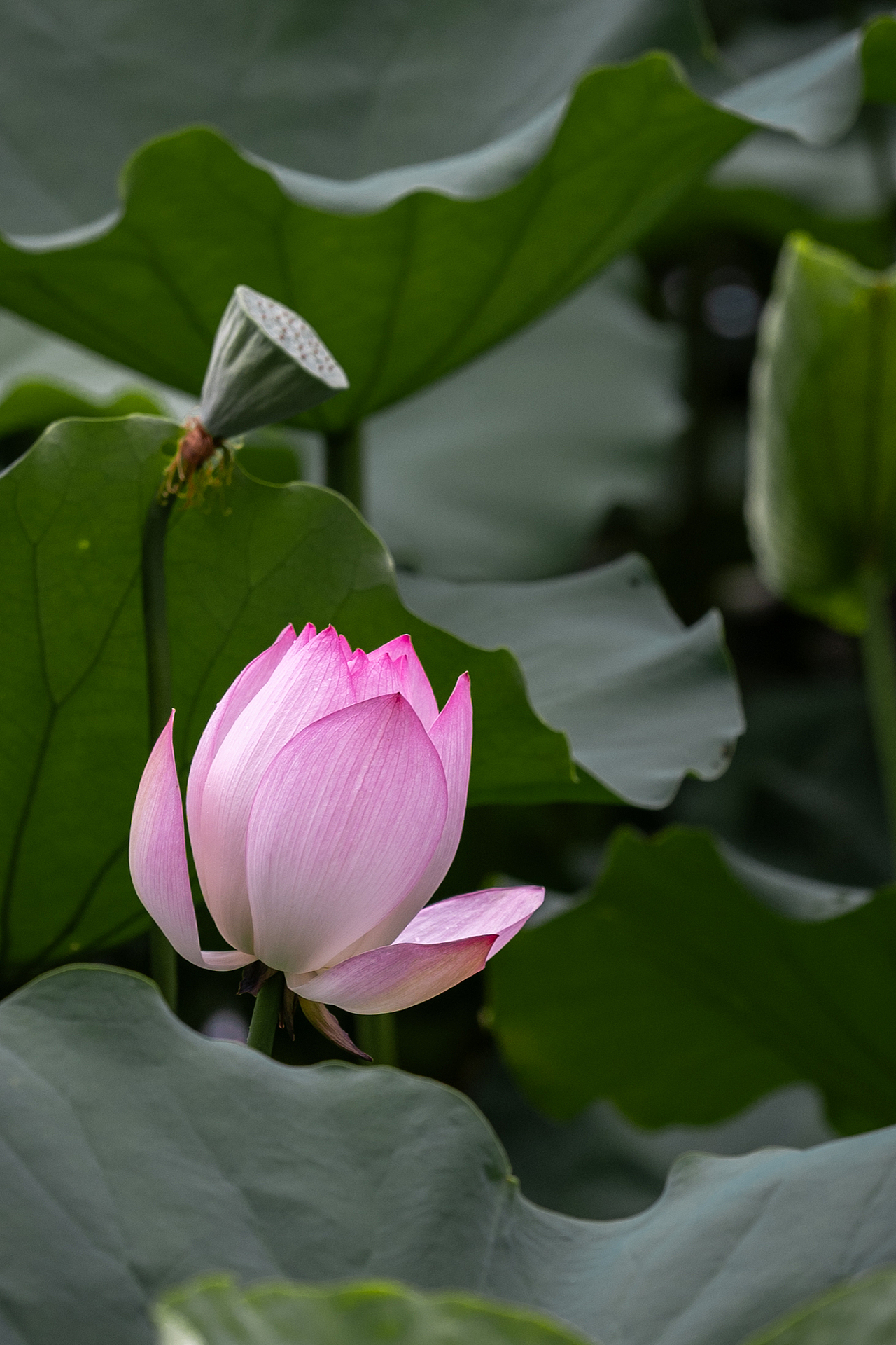 荷花摄影（图ZMzkwOTAyMDEy） - 风光摄影 - 站酷设计师米斯特明原创素材 - 站酷ZCOOL