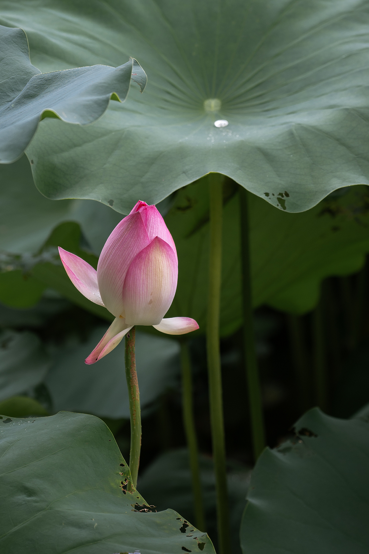 荷花摄影（图ZMzkwOTAyMDA4） - 风光摄影 - 站酷设计师米斯特明原创素材 - 站酷ZCOOL