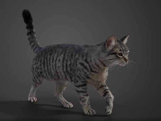 写实猫咪毛发建模