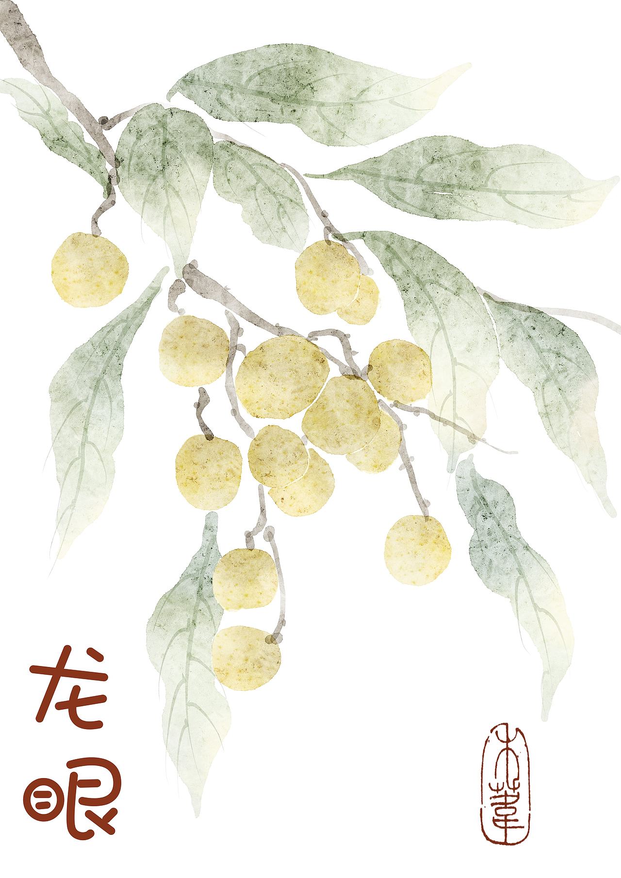水彩龙眼（图ZMzkwOTQxNzk2） - 商业插画 - 站酷设计师禾苇原创素材 - 站酷ZCOOL