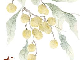 水彩龍眼