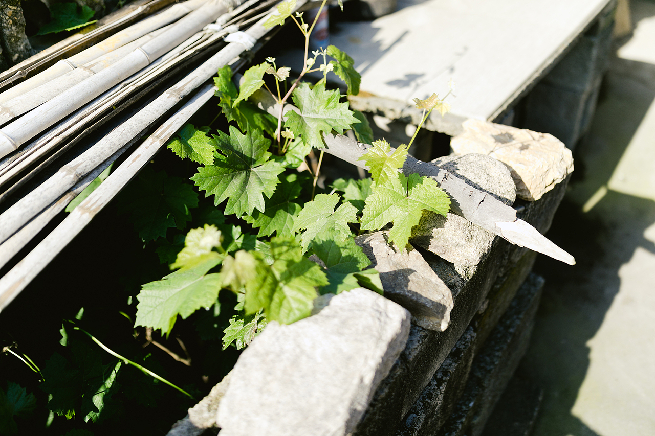 我小时候叫它葛工