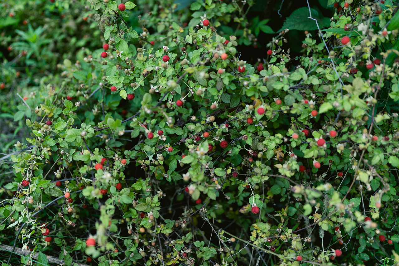 我小时候叫它葛工