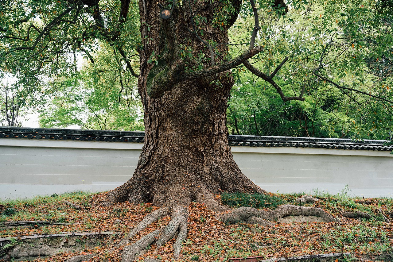 京都漫步  3