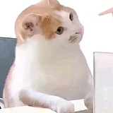 melteltt的头像