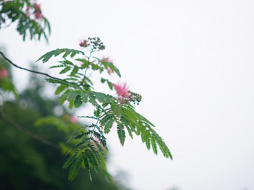 合欢花的多构图特写