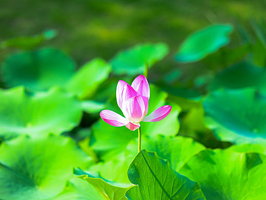 香荷（個(gè)人主頁(yè)-ZNzE5NzU5ODQ=） - 風(fēng)光攝影 - 站酷設(shè)計(jì)師Z860750893原創(chuàng)素材 - 站酷ZCOOL