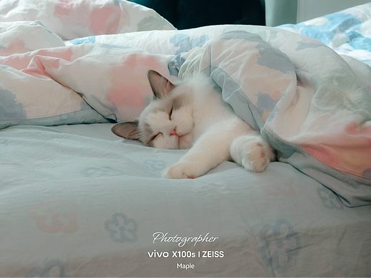 午睡的小猫咪~