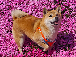 柴老板的夏日出游记