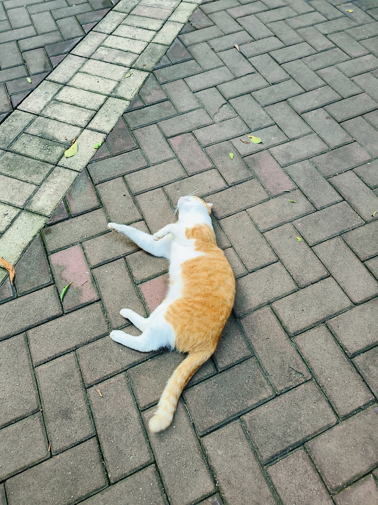 自己画的大饼，真香！