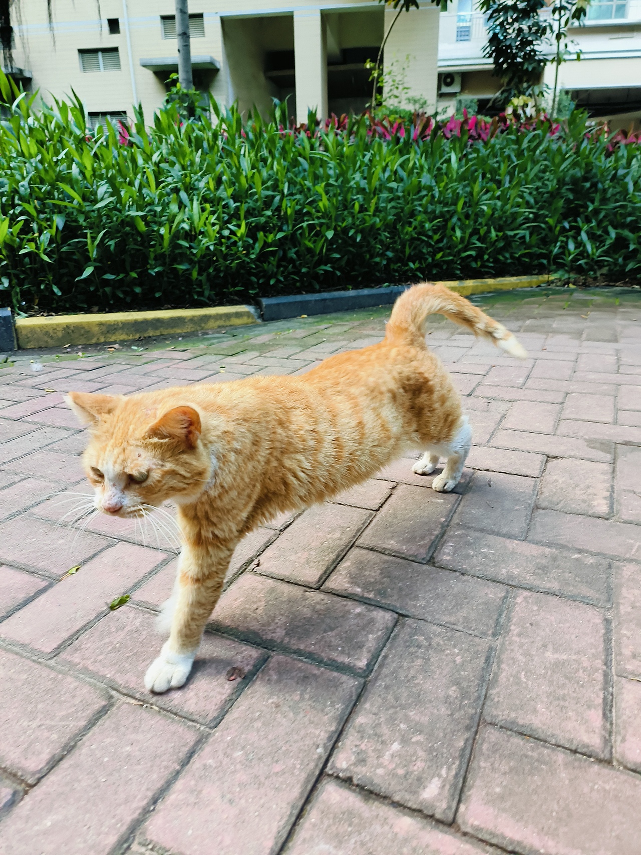 自己画的大饼,真香!