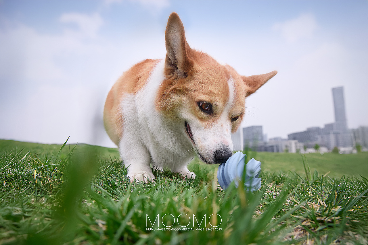 PetDreamHouse宠物玩具(一)