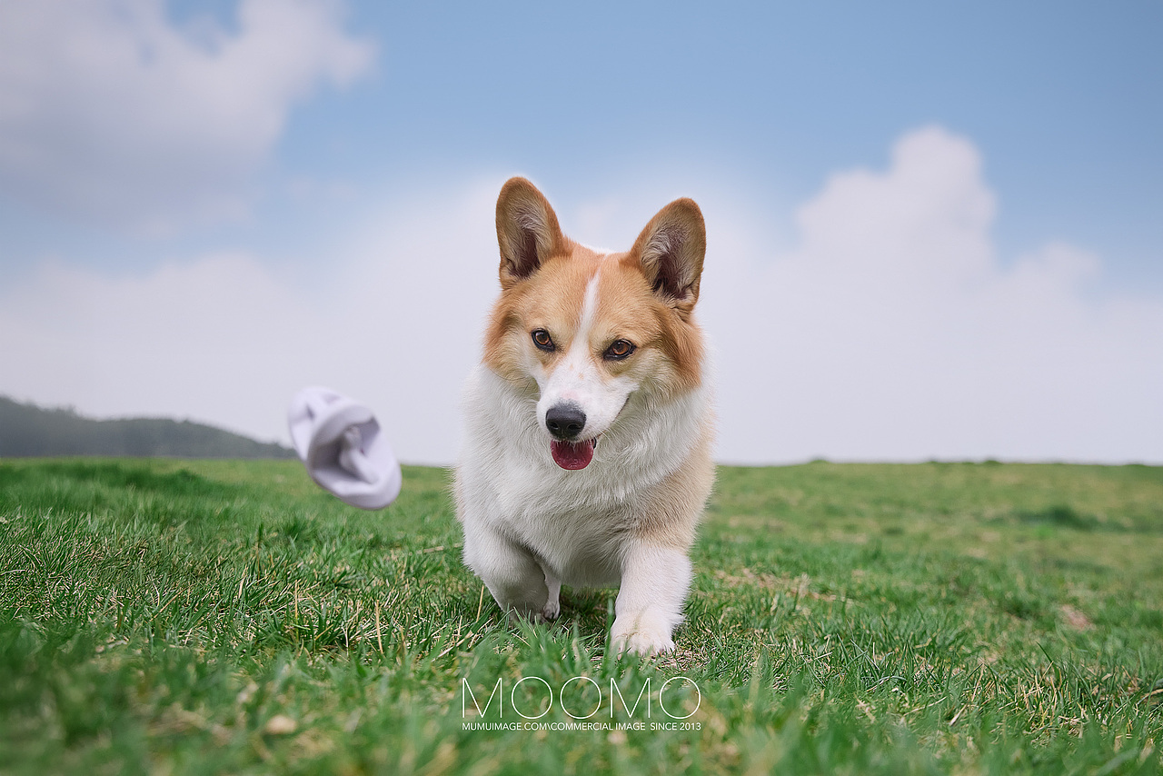 PetDreamHouse宠物玩具(一)