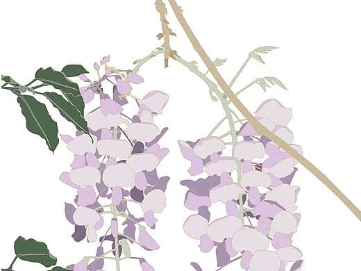 花花系列-紫藤花插画