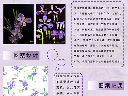 鸢尾花设计应用