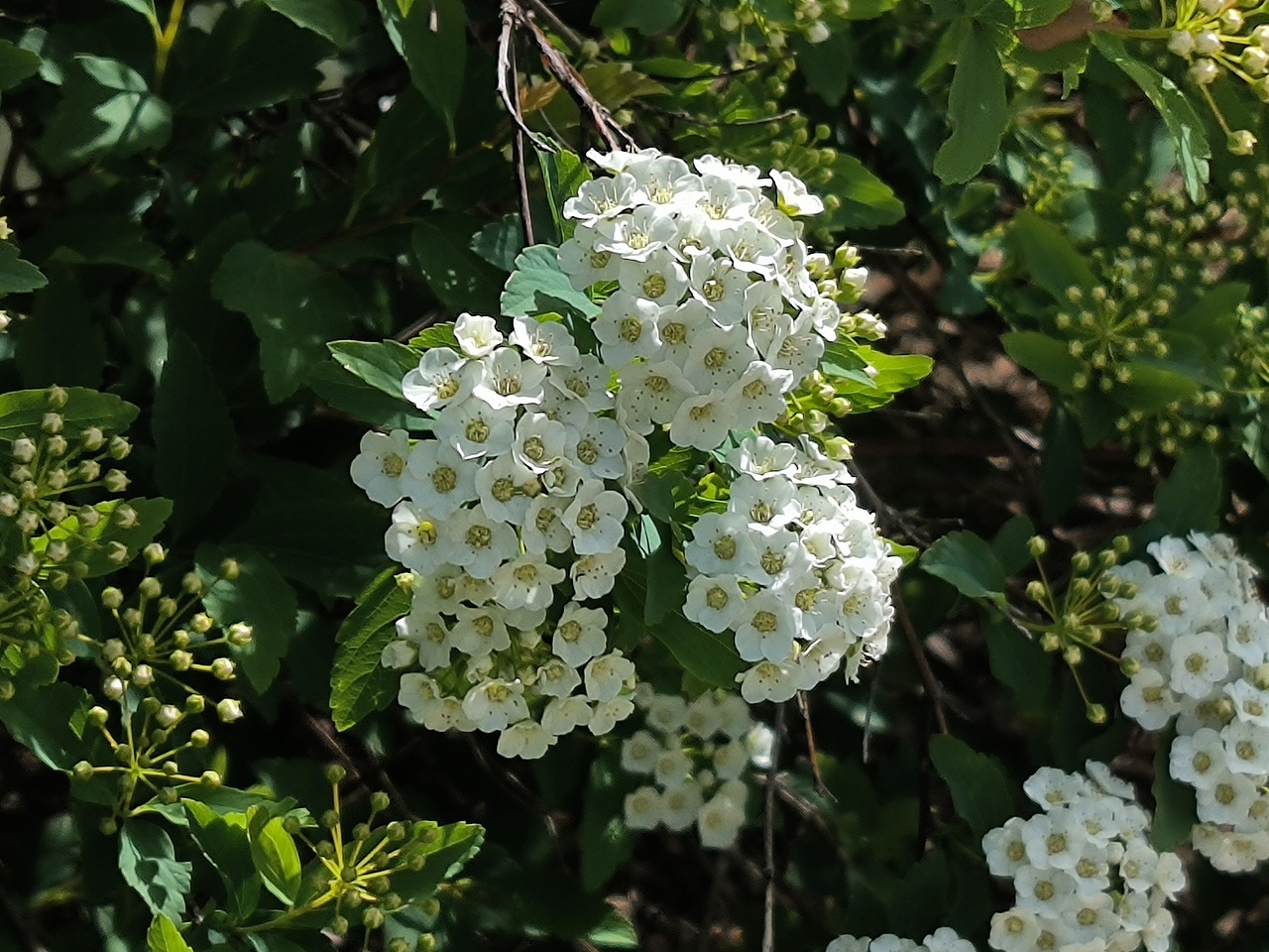 菱叶绣线菊·春韵（图ZMzkxMjg0MjI4） - 风光摄影 - 站酷设计师Z764202997原创素材 - 站酷ZCOOL