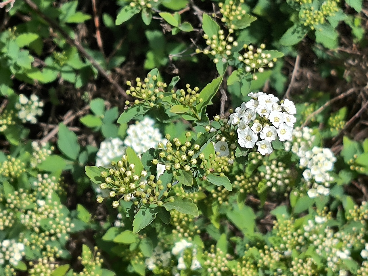 菱叶绣线菊·春韵（图ZMzkxMjg0MjUy） - 风光摄影 - 站酷设计师Z764202997原创素材 - 站酷ZCOOL