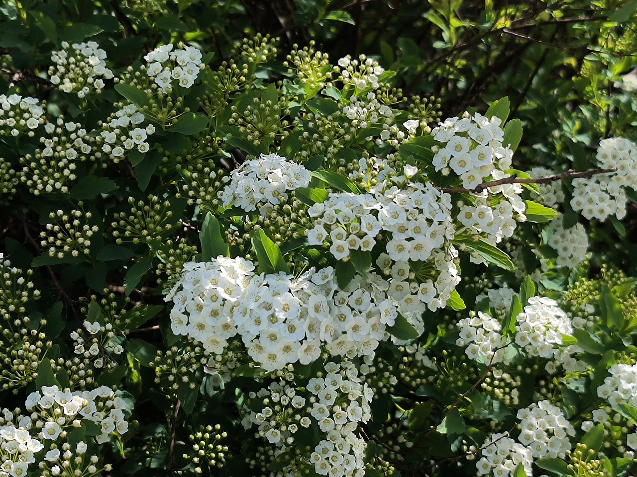 菱叶绣线菊·春韵（图ZMzkxMjg0MjMy） - 风光摄影 - 站酷设计师Z764202997原创素材 - 站酷ZCOOL