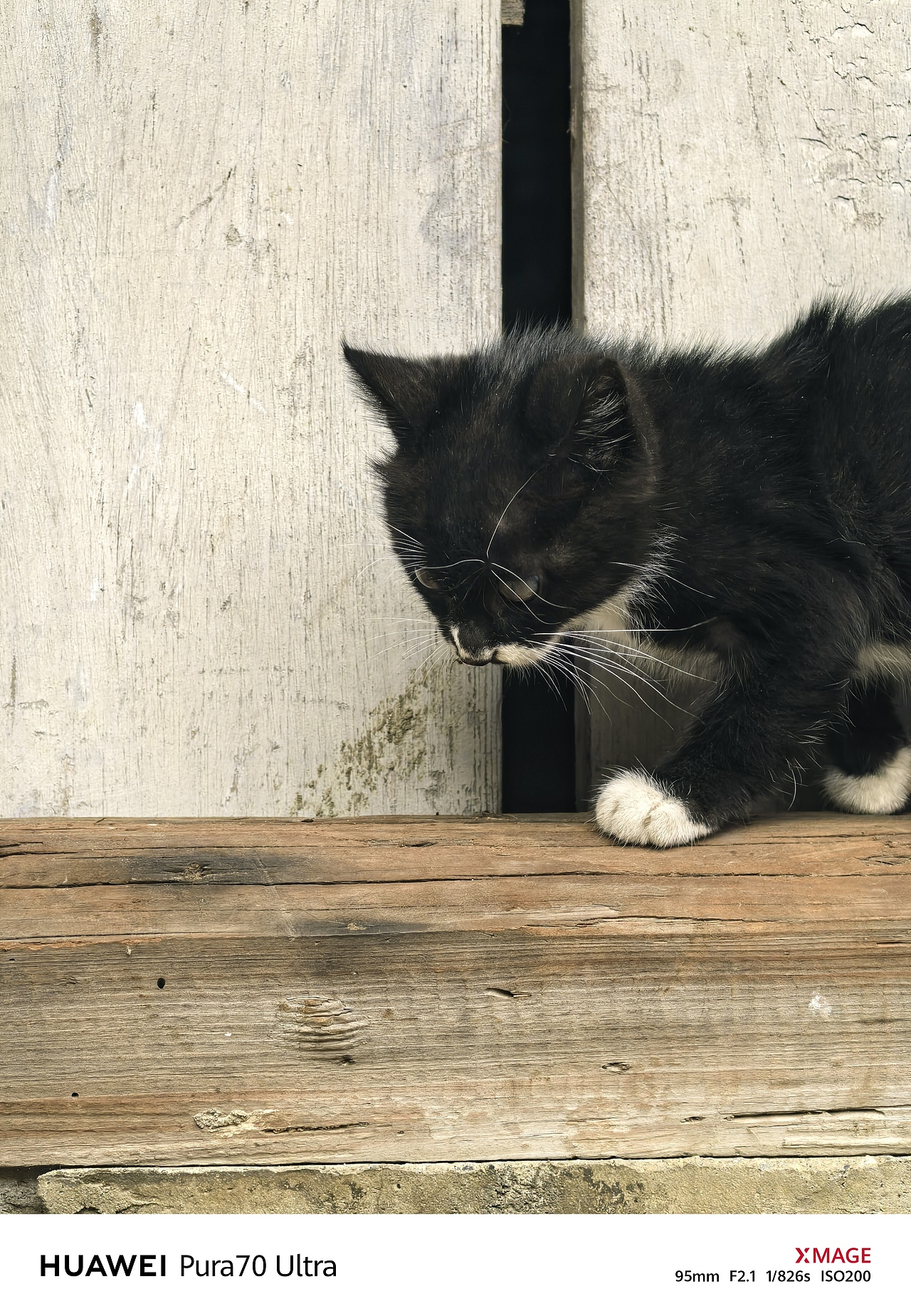 手機(jī)攝影筆記｜小黑貓為古舊門檻增添生動(dòng)氣息（圖ZMzkxMzI0NDY0） - 寵物攝影 - 站酷設(shè)計(jì)師圖龍攝影原創(chuàng)素材 - 站酷ZCOOL