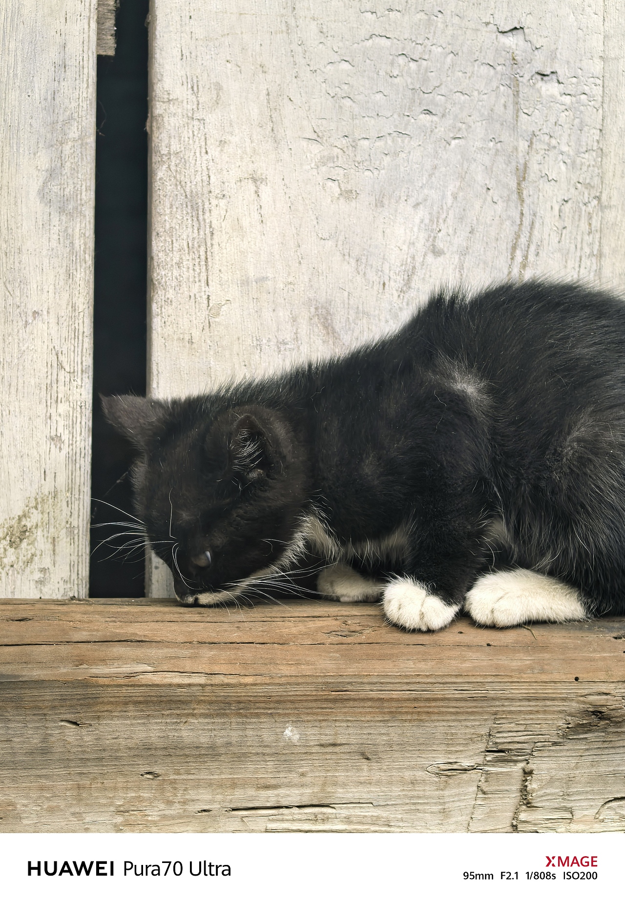 手機(jī)攝影筆記｜小黑貓為古舊門檻增添生動(dòng)氣息（圖ZMzkxMzI0NDcy） - 寵物攝影 - 站酷設(shè)計(jì)師圖龍攝影原創(chuàng)素材 - 站酷ZCOOL