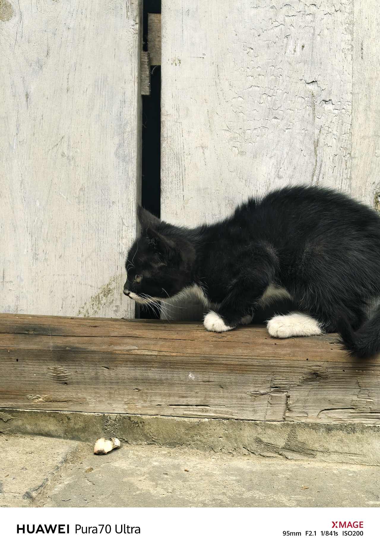 手機(jī)攝影筆記｜小黑貓為古舊門檻增添生動(dòng)氣息（圖ZMzkxMzI0NDg4） - 寵物攝影 - 站酷設(shè)計(jì)師圖龍攝影原創(chuàng)素材 - 站酷ZCOOL